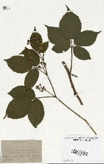 spécimen de Rubus hirtus