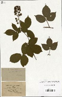 spécimen de Rubus hirtus