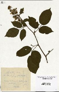 spécimen de Rubus hirtus