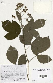spécimen de Rubus rigidulus