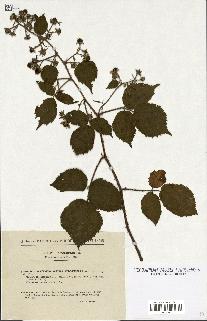 spécimen de Rubus schleicheri