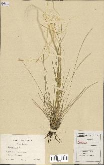 spécimen de Stipa pennata