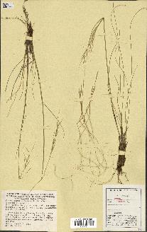 spécimen de Stipa pennata