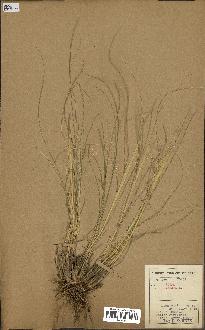 spécimen de Stipa pennata