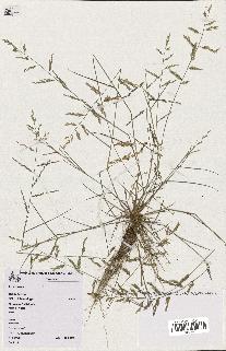 spécimen de Eragrostis sp.