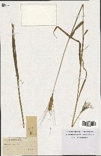 spécimen de Triticum monococcum