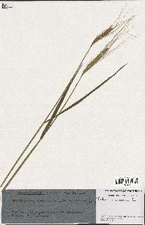 spécimen de Triticum monococcum