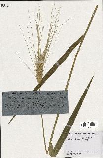 spécimen de Triticum durum