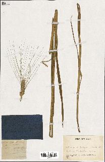 spécimen de Triticum vulgare