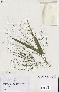 spécimen de Panicum miliaceum