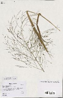 spécimen de Panicum miliaceum