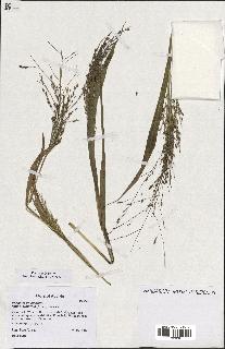 spécimen de Panicum miliaceum