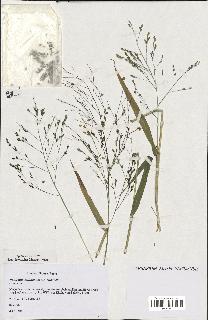 spécimen de Panicum miliaceum