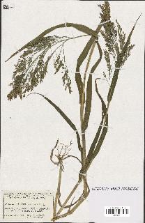 spécimen de Panicum miliaceum