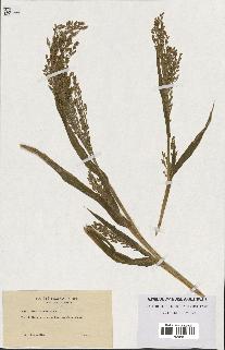 spécimen de Panicum miliaceum