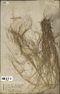spécimen de Stipa parviflora