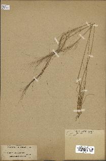 spécimen de Stipa parviflora