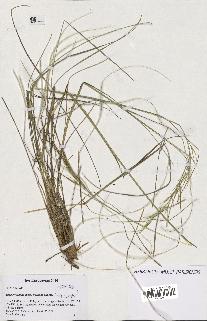 spécimen de Stipa eriocaulis