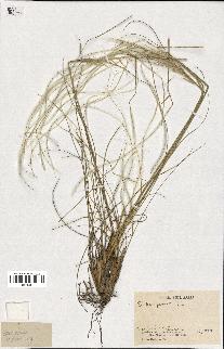 spécimen de Stipa pennata