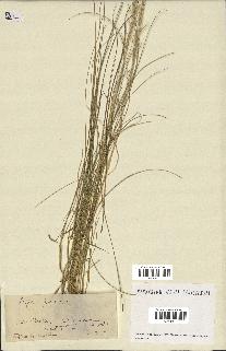 spécimen de Stipa pennata