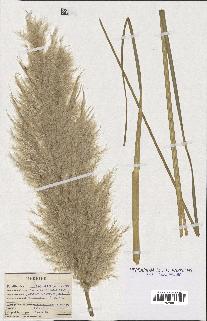 spécimen de Cortaderia selloana