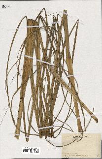 spécimen de Cortaderia selloana