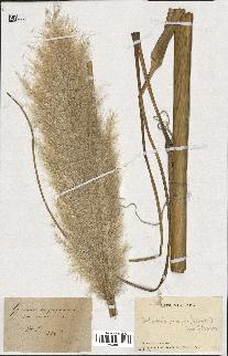 spécimen de Cortaderia selloana