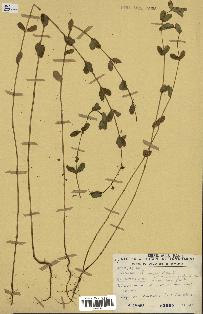 spécimen de Euphorbia hypericifolia