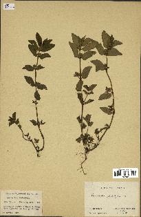 spécimen de Euphorbia hirta