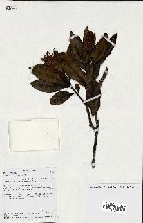 spécimen de Faurea coriacea