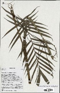 spécimen de Dypsis sp.