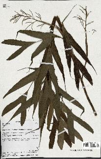 spécimen de Dypsis sp.