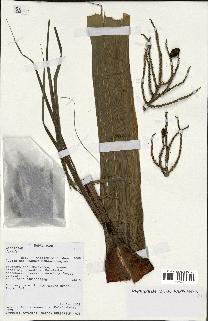 spécimen de Dypsis baronii