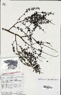 spécimen de Dypsis pinnatifrons