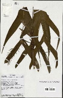 spécimen de Dypsis hildebrandtii