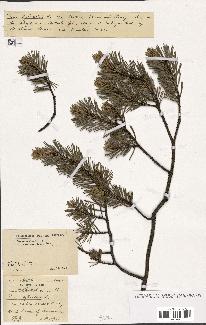 spécimen de Pinus sylvestris