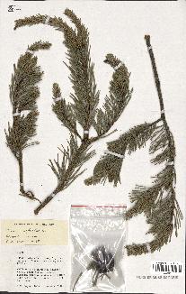 spécimen de Pinus sylvestris