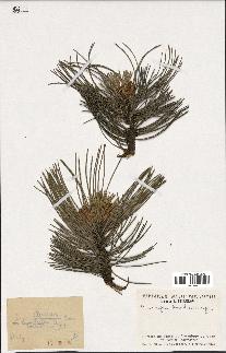 spécimen de Pinus nigra