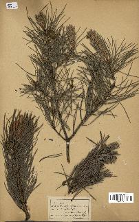 spécimen de Pinus sylvestris