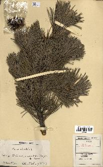 spécimen de Pinus sylvestris