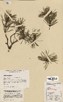 spécimen de Pinus sylvestris