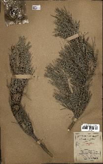 spécimen de Pinus sylvestris