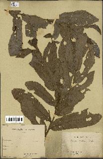 spécimen de Quercus acutissima