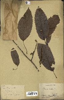 spécimen de Quercus acutissima