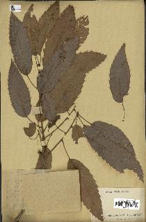 spécimen de Quercus acutissima