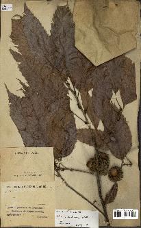 spécimen de Quercus acutissima