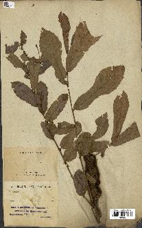 spécimen de Quercus acutissima