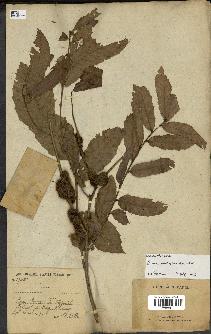 spécimen de Quercus acutissima