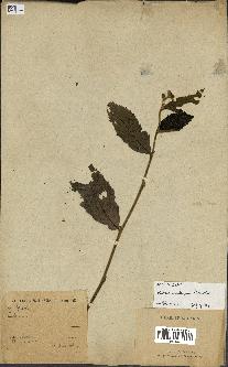 spécimen de Quercus acutissima