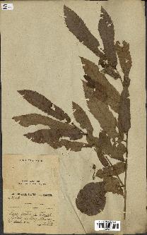 spécimen de Quercus acutissima